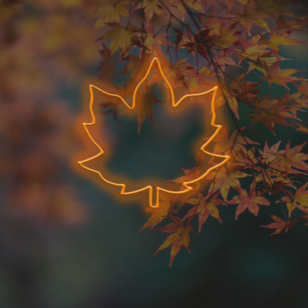 Maple Leaf - Efterårets interiør førte neonskilt lavet i London
